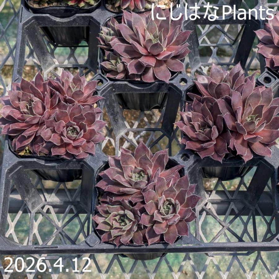 センペルビウム 専用 Cup Cake 他 センペルビブム 'キップ' : にじはなPlants - 通販 - Yahoo!ショッピング