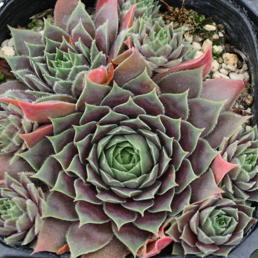 センペルビブム 'キップ' : にじはなPlants - 通販 - Yahoo!ショッピング