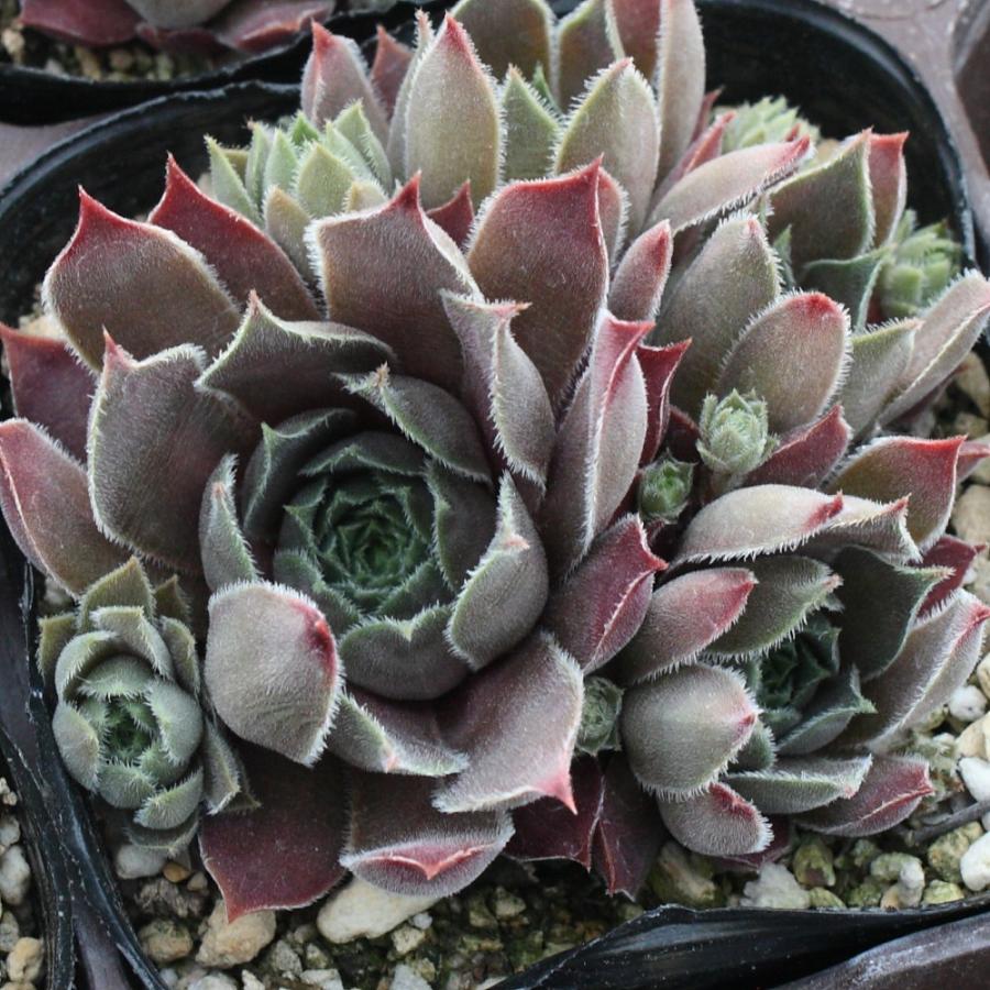 センペルビブム 'キップ' : にじはなPlants - 通販 - Yahoo!ショッピング