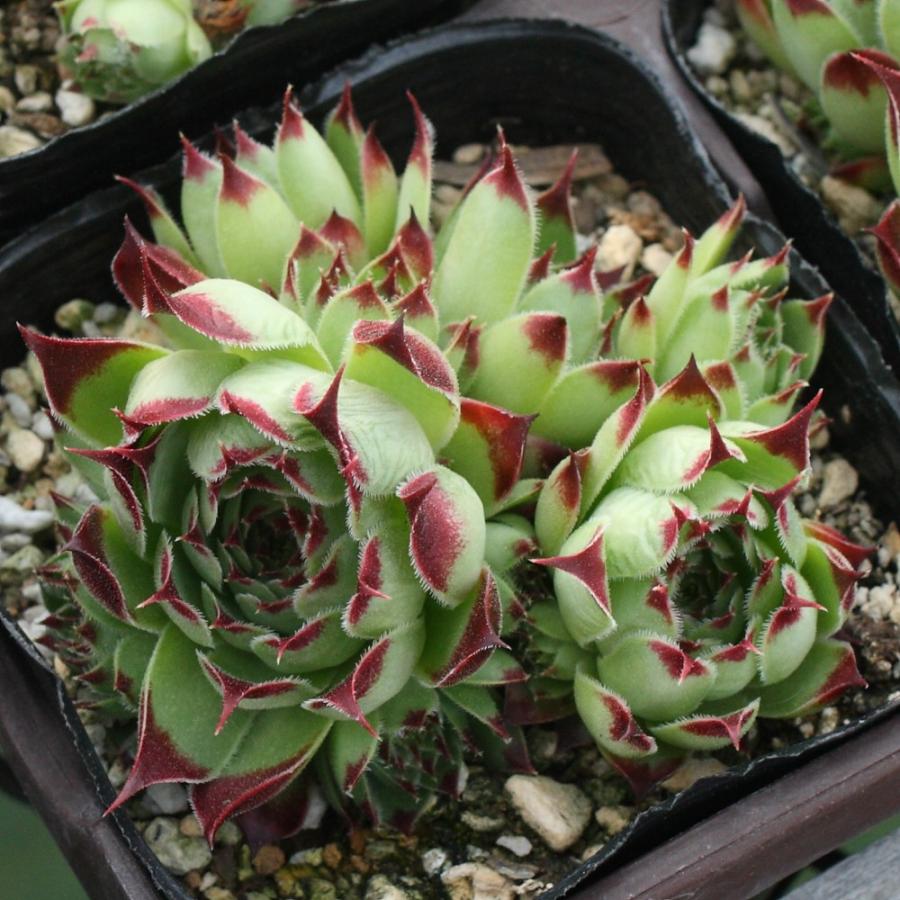 センペルビブム カルカレウム 'ピンクパール' : にじはなPlants - 通販