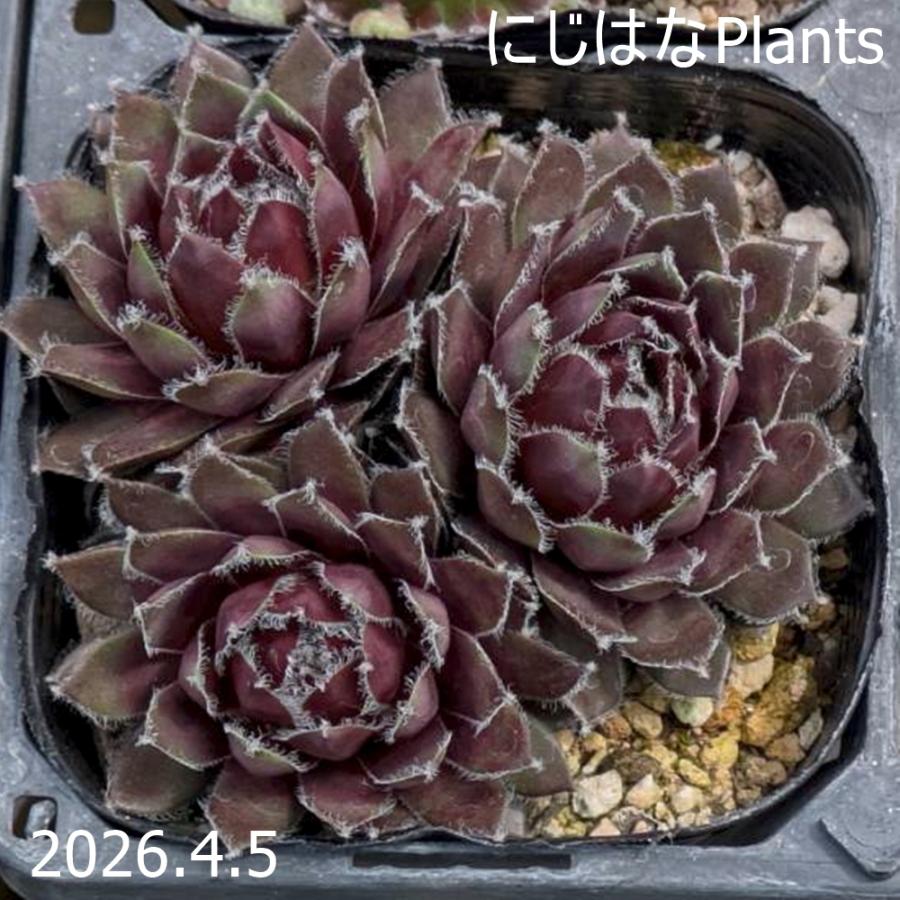 センペルビブム 'ルージュ ジョイス' : にじはなPlants - 通販 - Yahoo