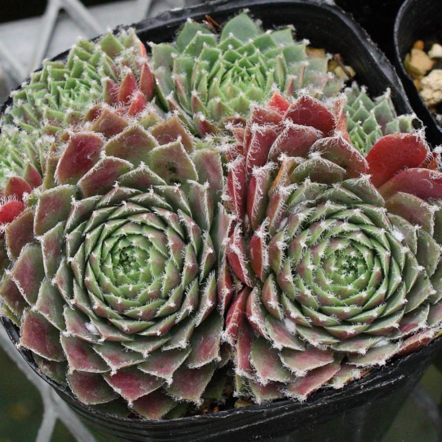センペルビブム 'ルージュ ジョイス' : にじはなPlants - 通販 - Yahoo