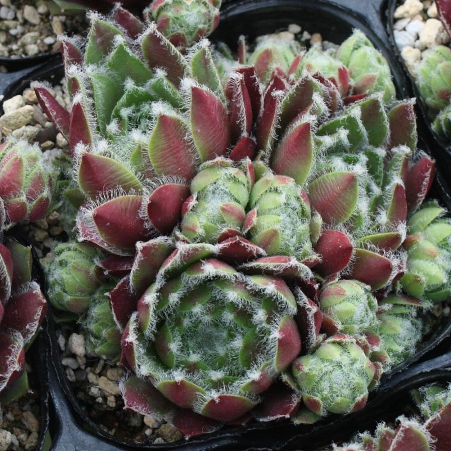 センペルビブム 'ルージュ ジョイス' : にじはなPlants - 通販 - Yahoo