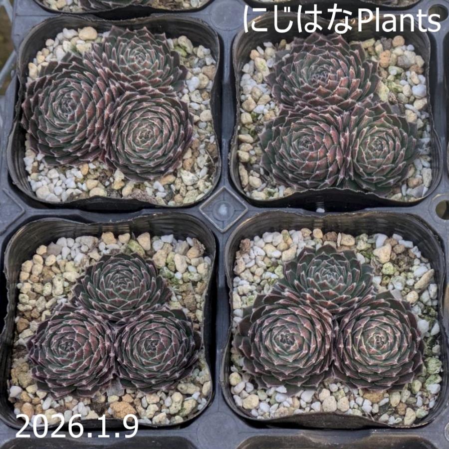 センペルビブム 'パシフィック ヘイジー エンバース' : にじはなPlants