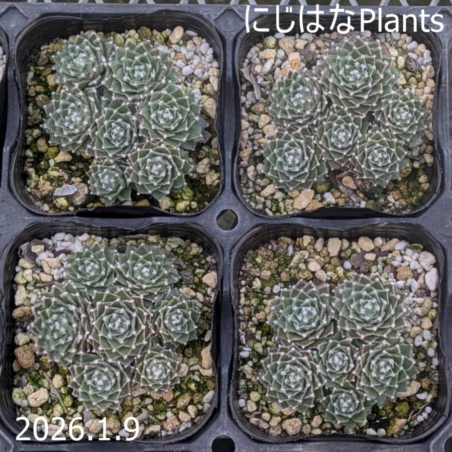 センペルビブム アラクノイディウム 'オーピッツ' : にじはなPlants