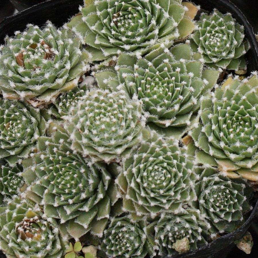 センペルビブム アラクノイディウム 'オーピッツ' : にじはなPlants