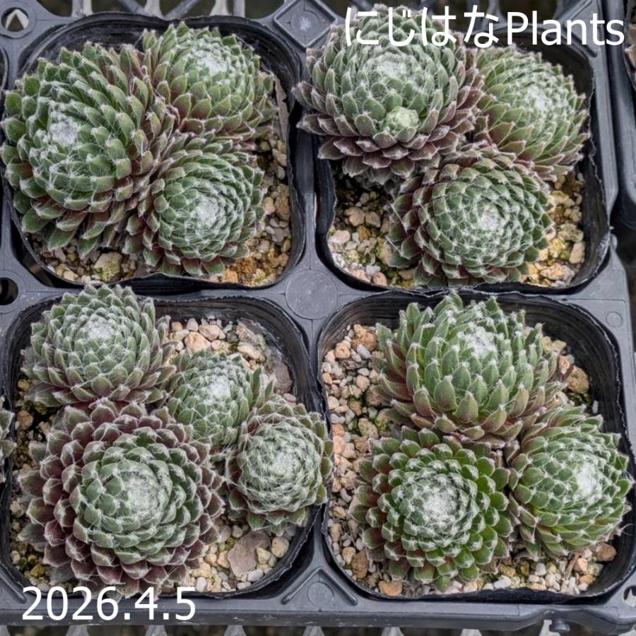 センペルビブム 'キャンディフロス'（Yahoo!・にじはなPlants）
