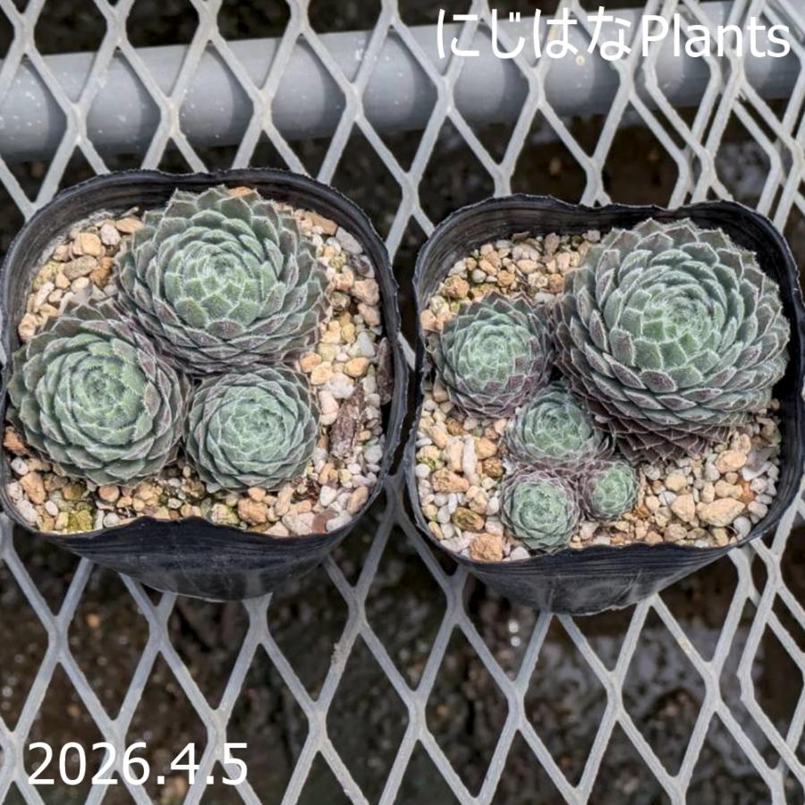 センペルビブム 'ハイランドミスト' : にじはなPlants - 通販 - Yahoo