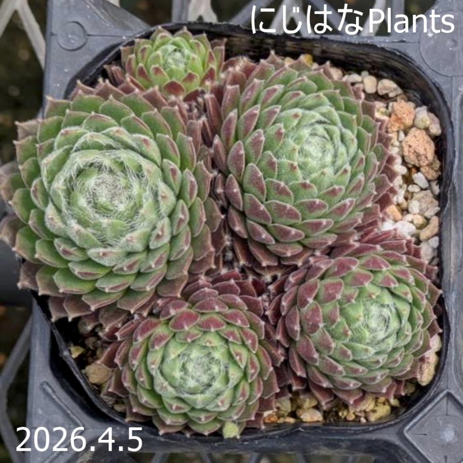 センペルビブム 'ジルバームーン' : にじはなPlants - 通販 - Yahoo