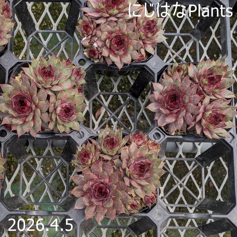 センペルビブム 'ジルコン' : にじはなPlants - 通販 - Yahoo!ショッピング