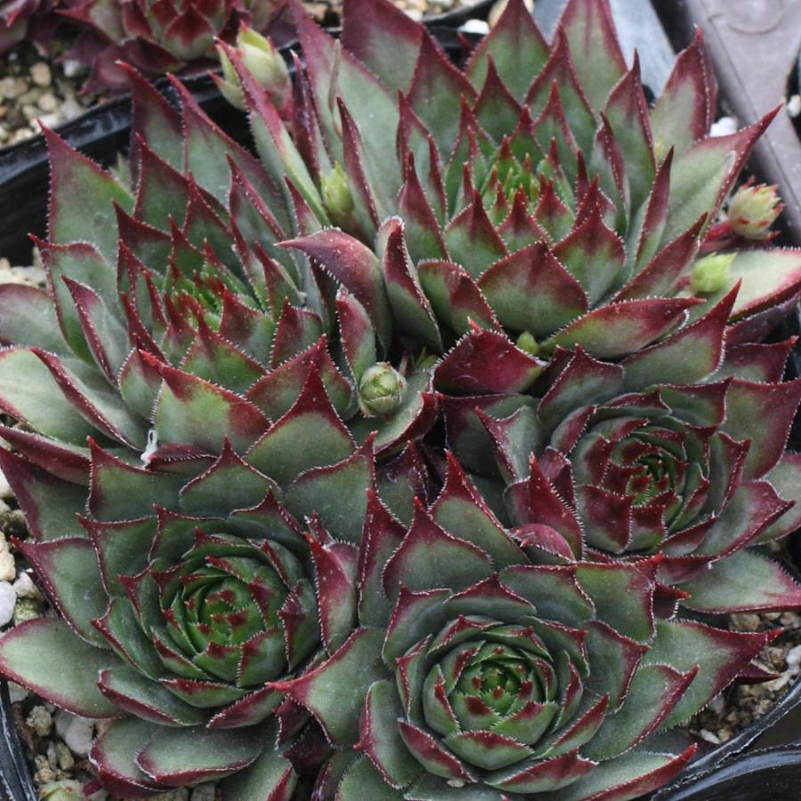 センペルビブム 'ジルコン' : にじはなPlants - 通販 - Yahoo!ショッピング