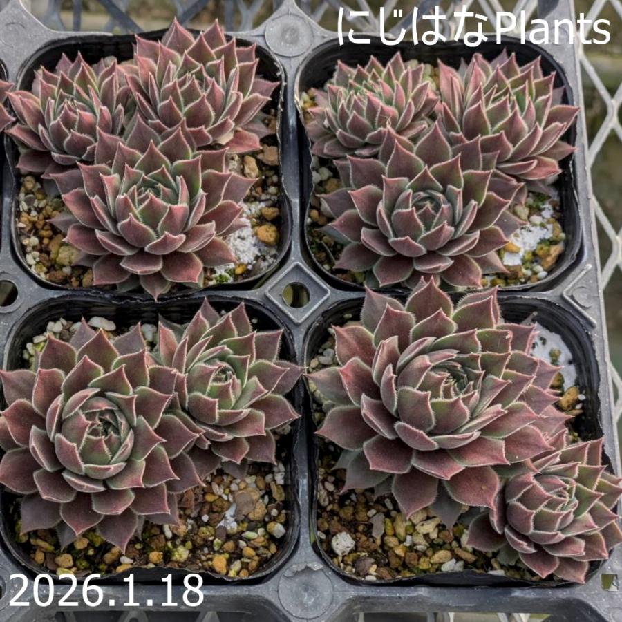 センペルビブム 'パシフィック ジョイス' : にじはなPlants - 通販