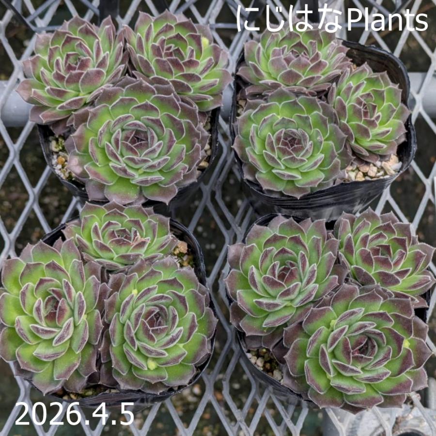センペルビブム 'ホイットニー' : にじはなPlants - 通販 - Yahoo