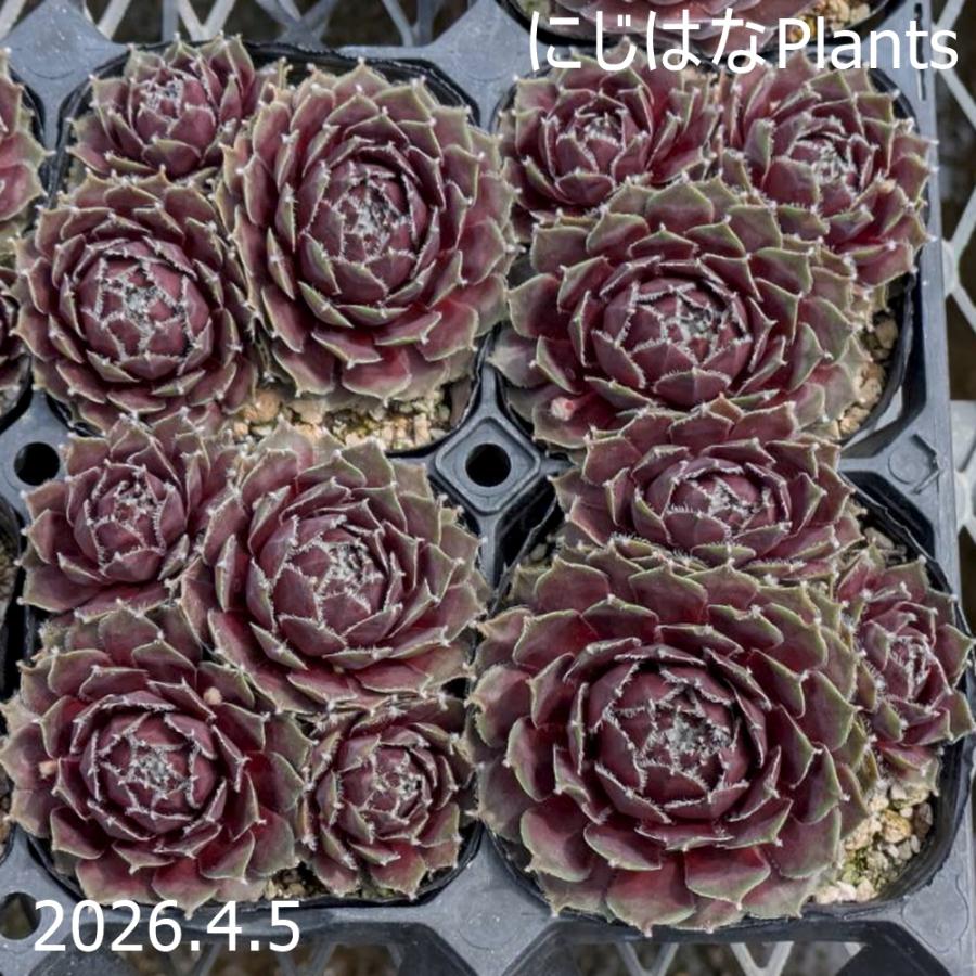 センペルビブム 'ドナーローズ' : にじはなPlants - 通販 - Yahoo