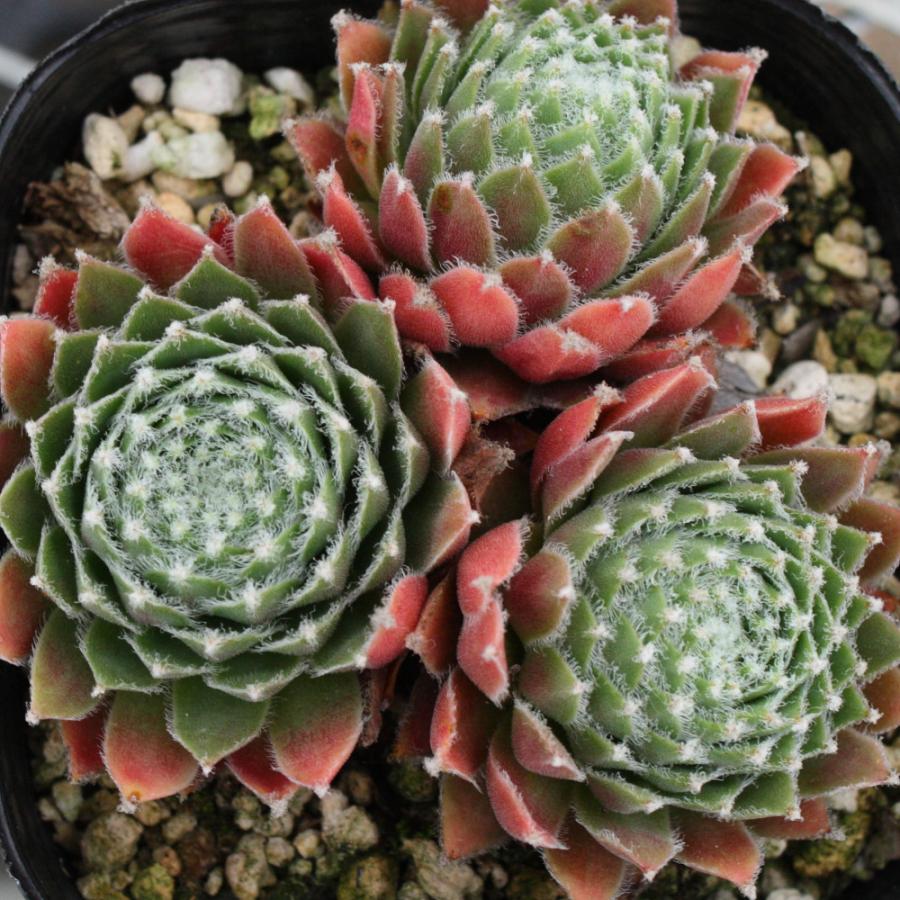 センペルビブム 'ドナーローズ' : にじはなPlants - 通販 - Yahoo