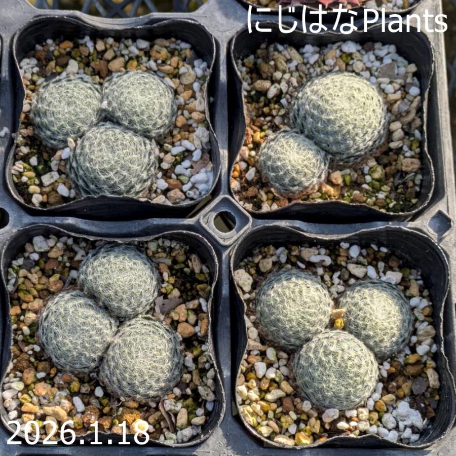 センペルビブム キリオスム ボリシー : にじはなPlants - 通販 - Yahoo