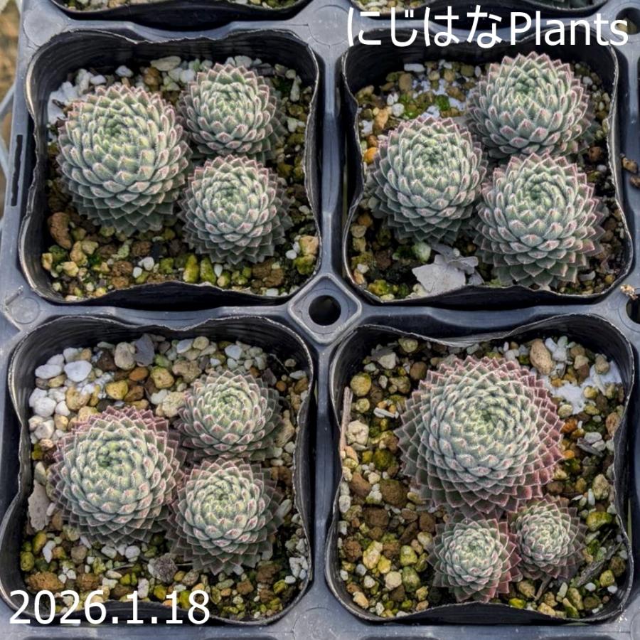 センペルビブム 'ウエンディ' : にじはなPlants - 通販 - Yahoo