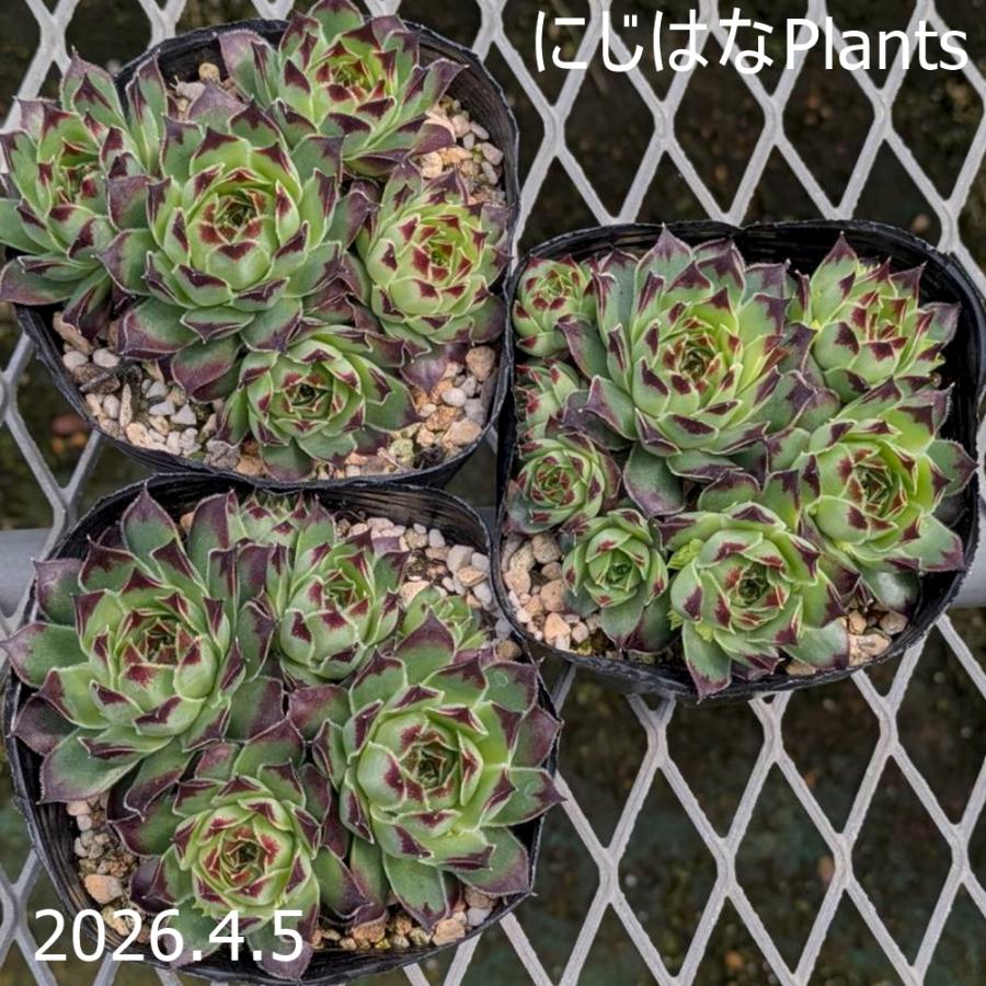 Top【選抜株】多肉植物　22526フレーベル　24個　鉢無し/脱土 センペルビブム 'ティップ トップ' : にじはなPlants - 通販 - Yahoo