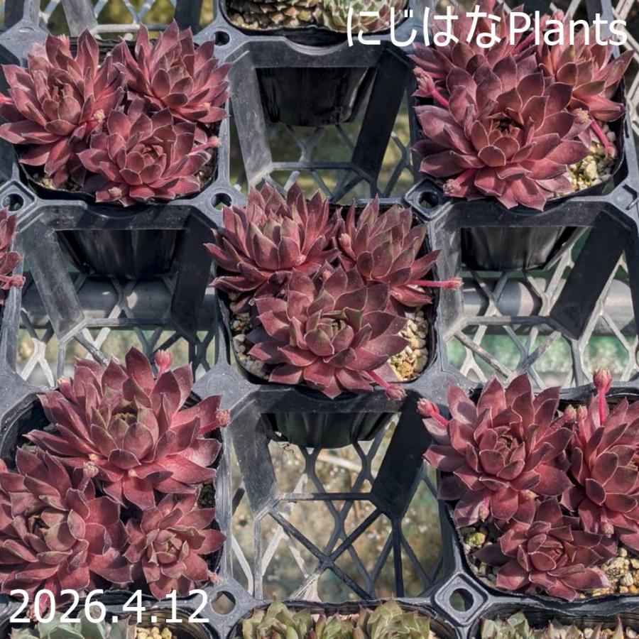 センペルビブム 'キャラメル' : にじはなPlants - 通販 - Yahoo