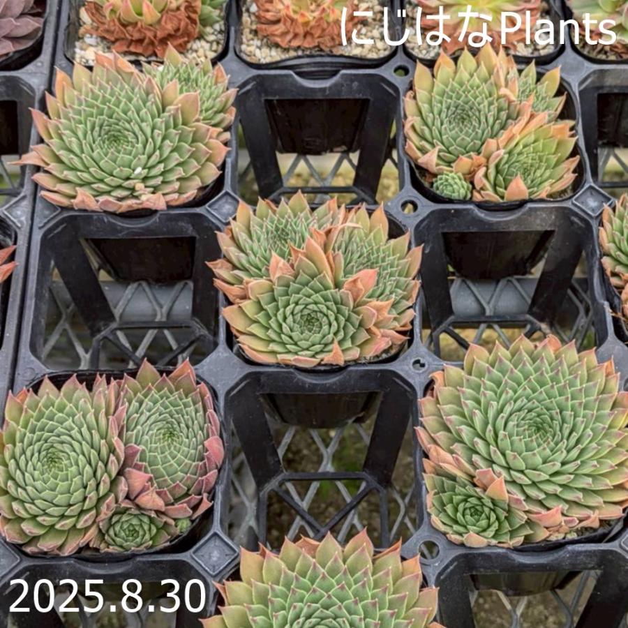 センペルビブム 'グリニッジタイム' : にじはなPlants - 通販 - Yahoo