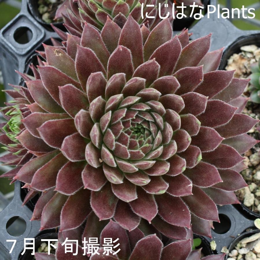 八重多肉植物。センペルビブム センペルビブム 'グリニッジタイム' : にじはなPlants - 通販 - Yahoo