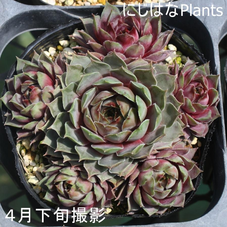 センペルビブム 'グレイゴースト' : にじはなPlants - 通販 - Yahoo