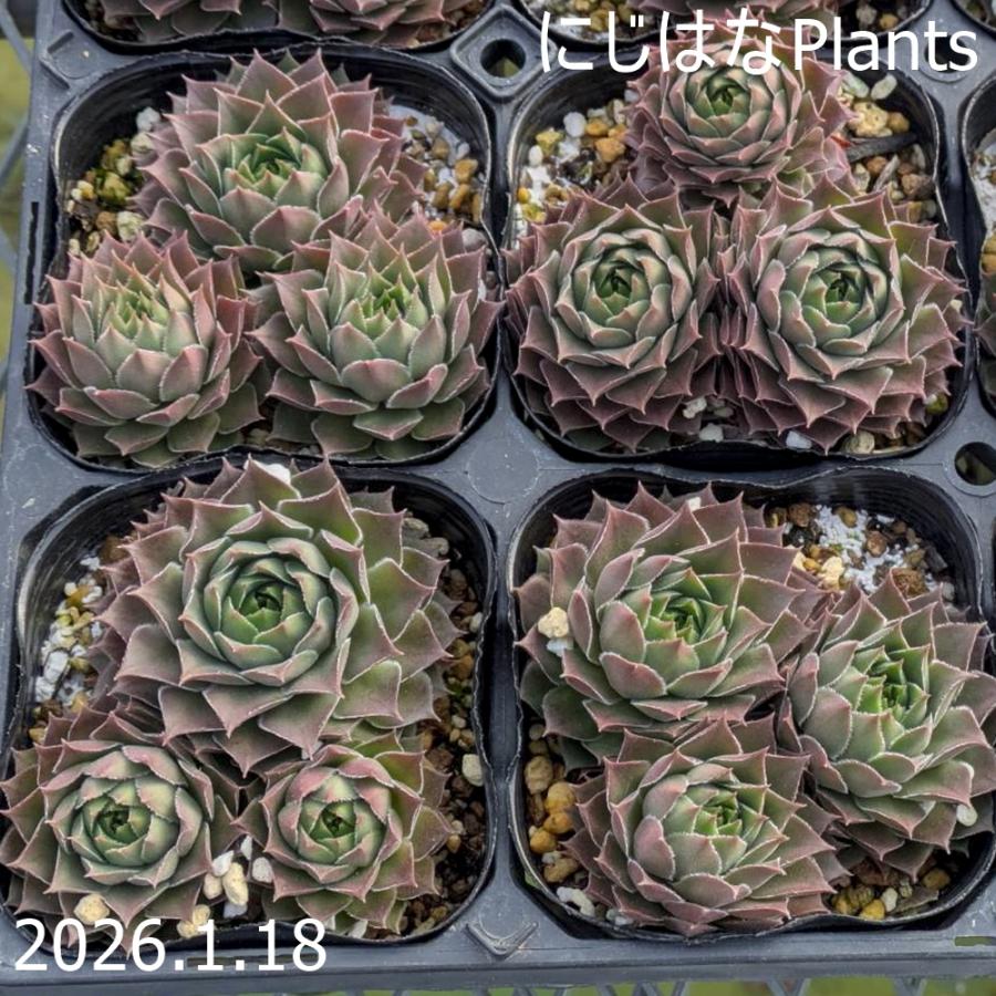 センペルビブム 'テデルハイド' : にじはなPlants - 通販 - Yahoo