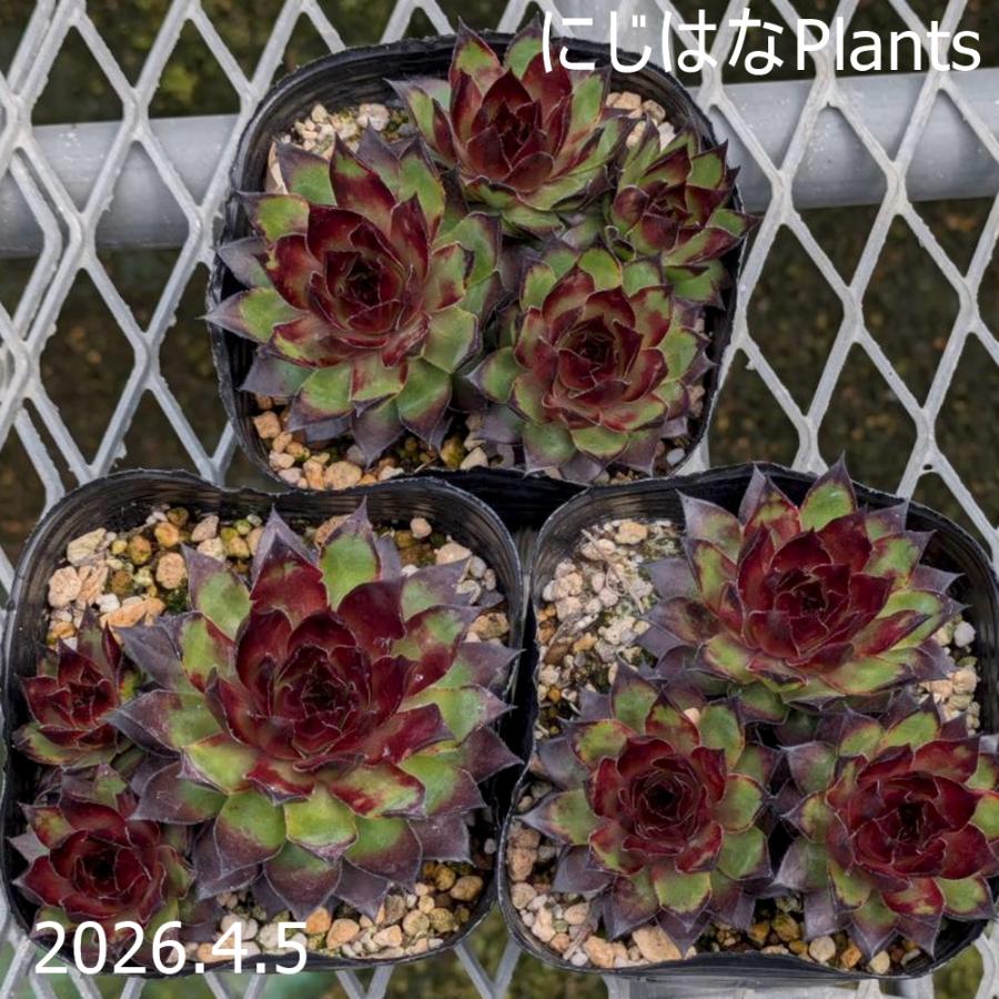 センペルビブム 'ブロンコ' : にじはなPlants - 通販 - Yahoo!ショッピング
