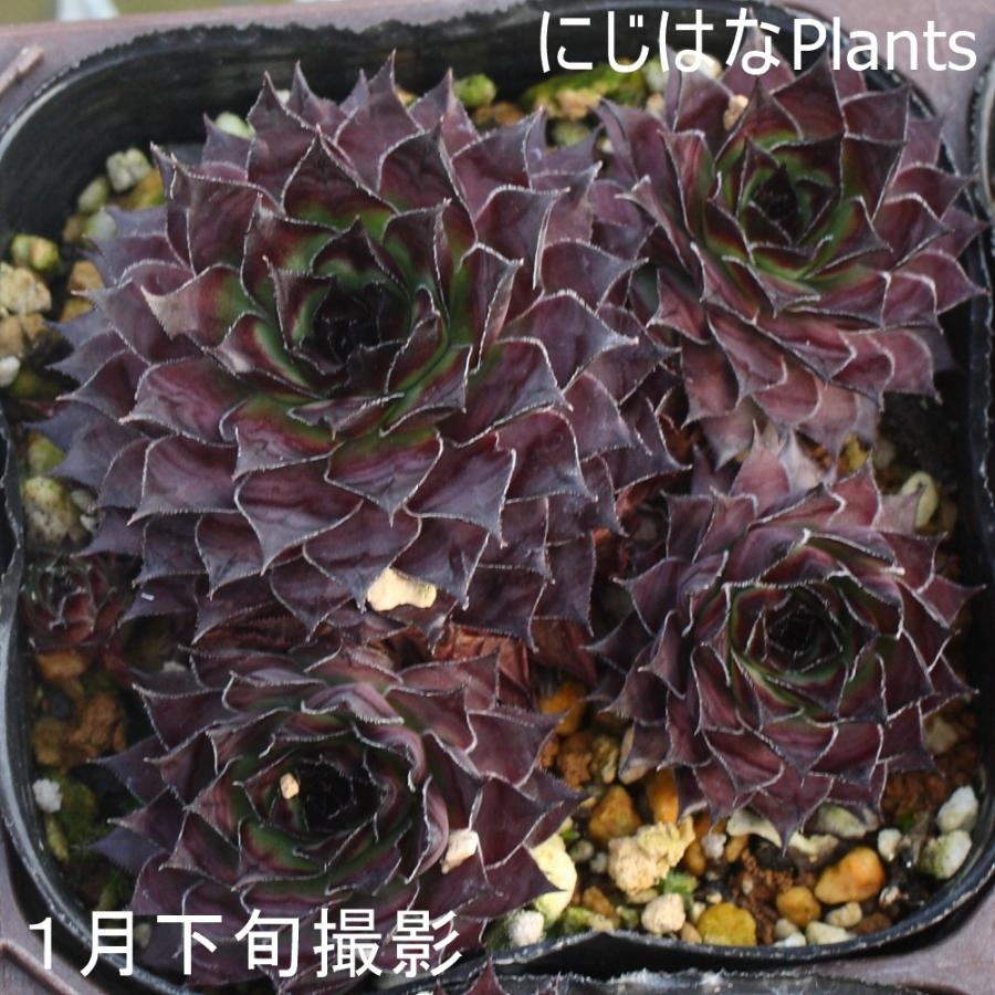 センペルビブム 'ブロンコ' : にじはなPlants - 通販 - Yahoo!ショッピング