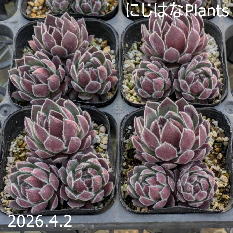 センペルビブム 'バニーガール' : にじはなPlants - 通販 - Yahoo