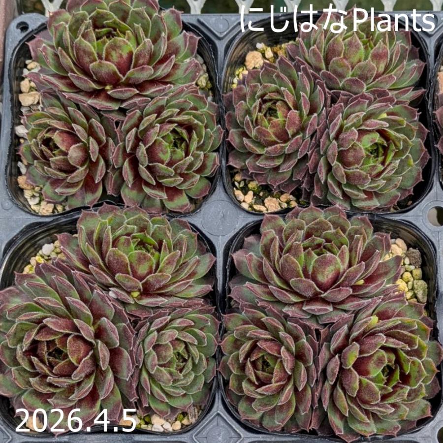 センペルビブム 'ヒッデ' : にじはなPlants - 通販 - Yahoo!ショッピング