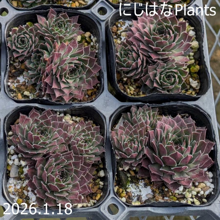 センペルビブム 'パシフィック ナイト'　9cmポット（Yahoo!・にじはなPlants）