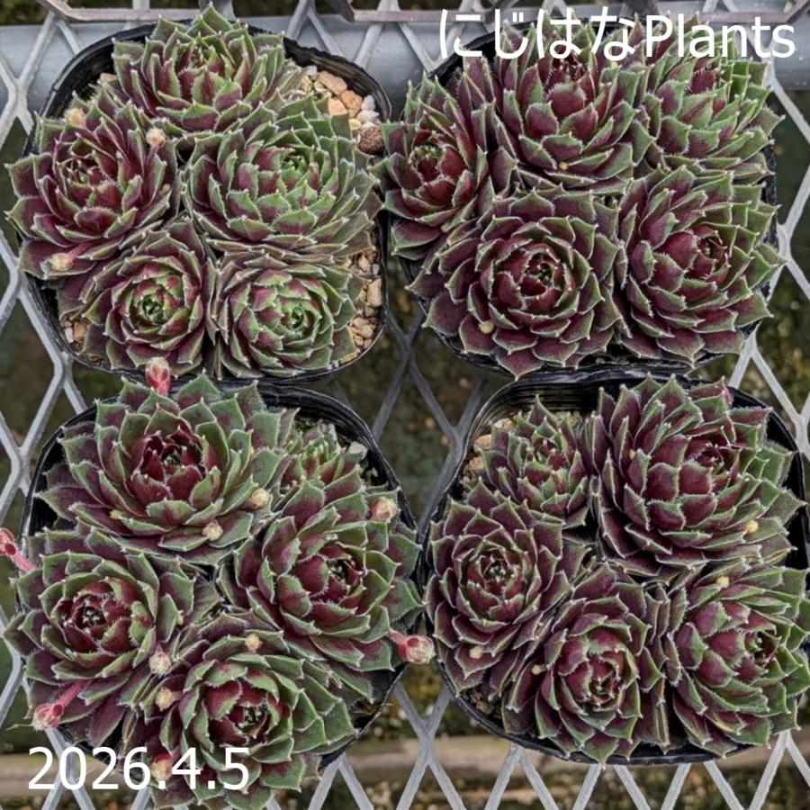 センペルビブム 'レディー スコット' 9cmポット : にじはなPlants