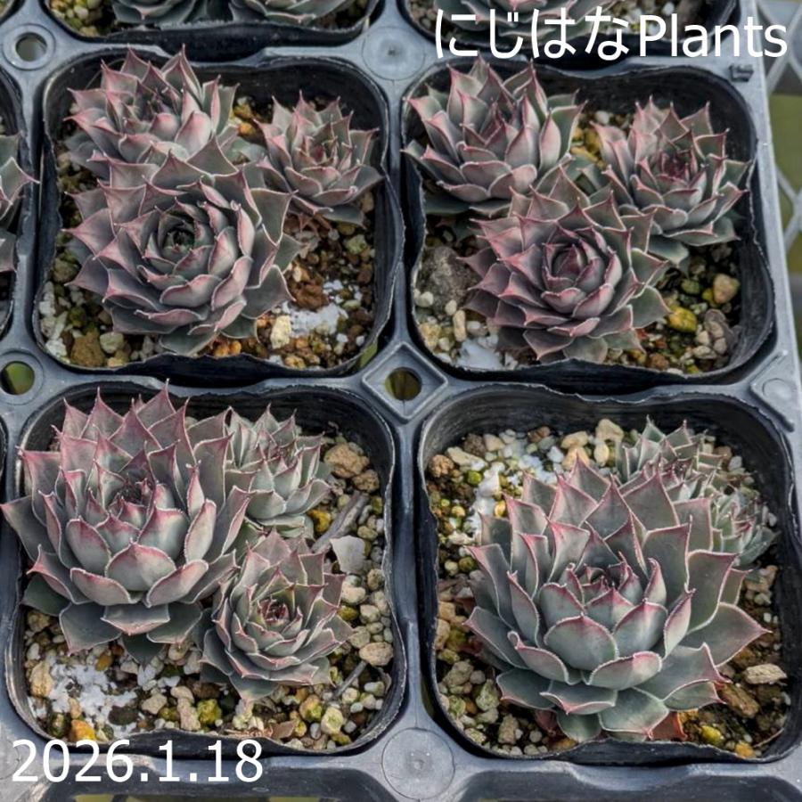 センペルビブム 'ブルー ゲイ' 9cmポット : にじはなPlants - 通販