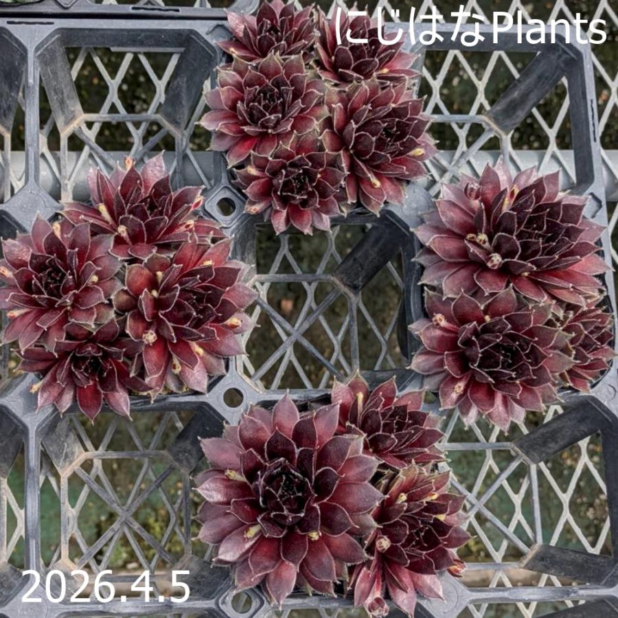1ポット410円〜 センペルビウム26年1月 その4 楽天市場】センポニウム シエナ 多肉植物 日本初登場 4号ポット 世界初