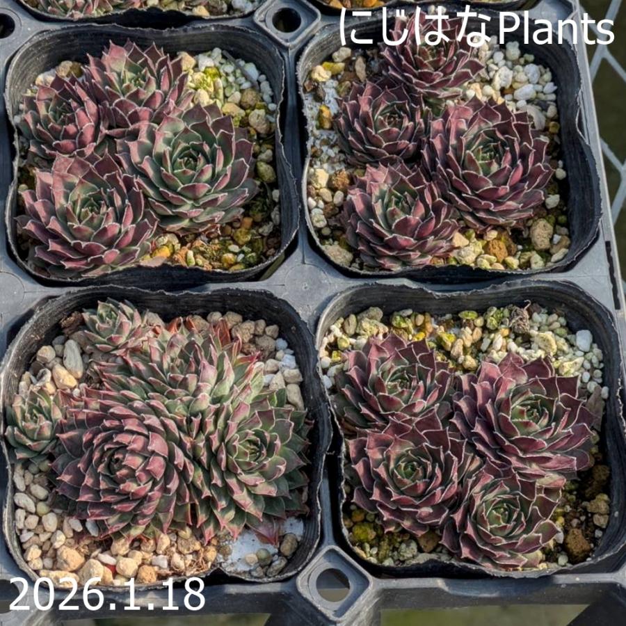 センペルビブム 'マーシャル' 9cmポット : にじはなPlants - 通販