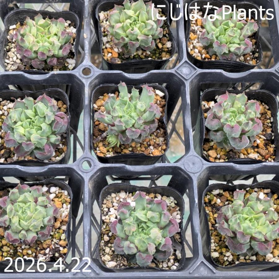 センペルビブム 'フェイム モンストローサ'（Yahoo!・にじはなPlants）