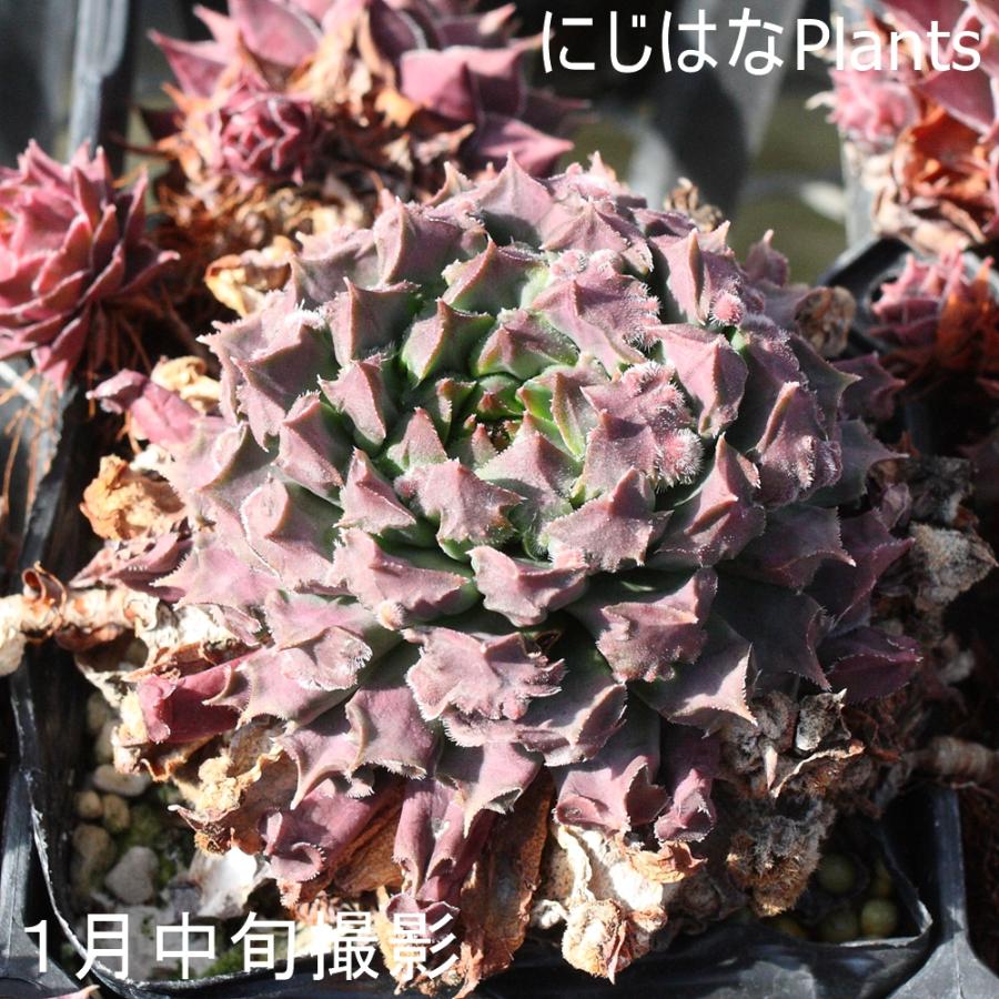 センペルビブム 'フェイム モンストローサ' : にじはなPlants - 通販