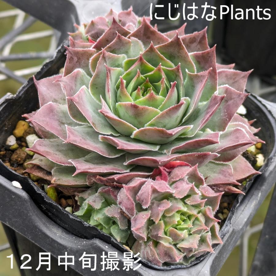 センペルビウム　Fame Monstrose フェイム モンストローサ センペルビブム 'フェイム モンストローサ' : にじはなPlants - 通販