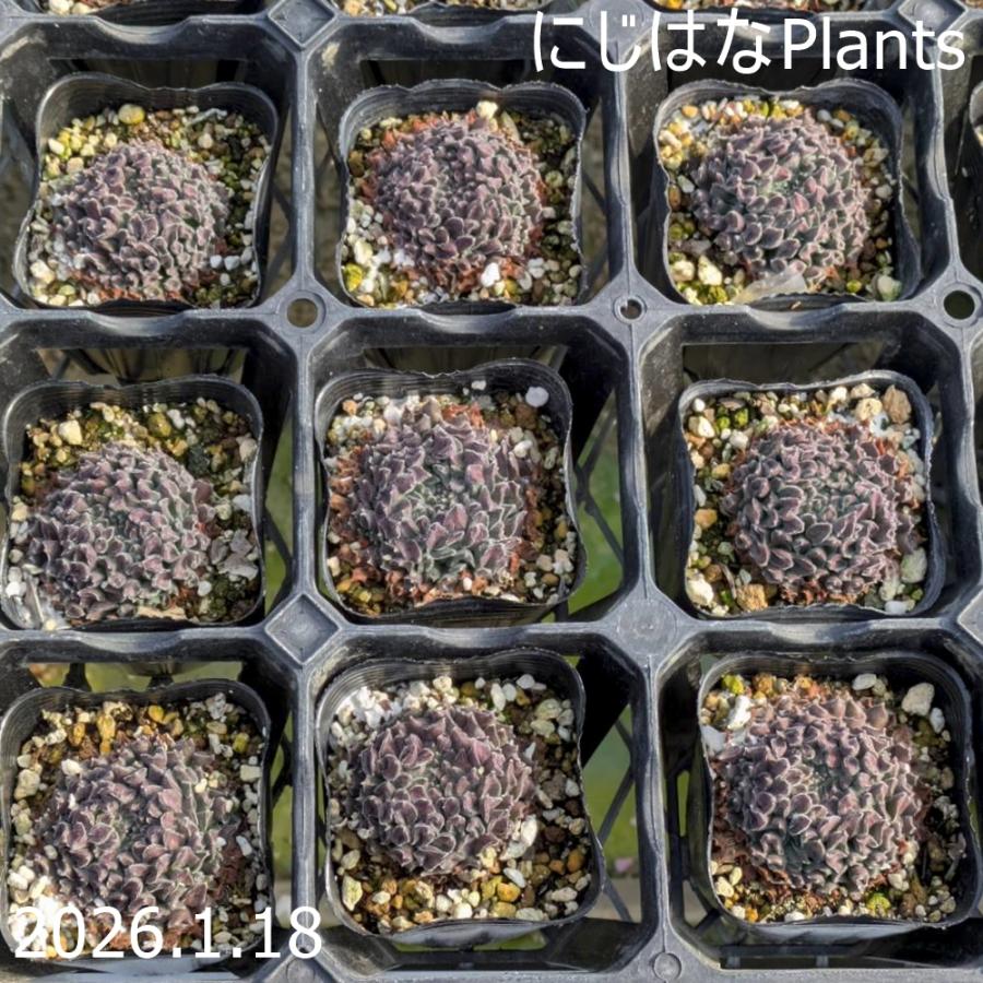 センペルビブム 'レッド オディッティ' : にじはなPlants - 通販