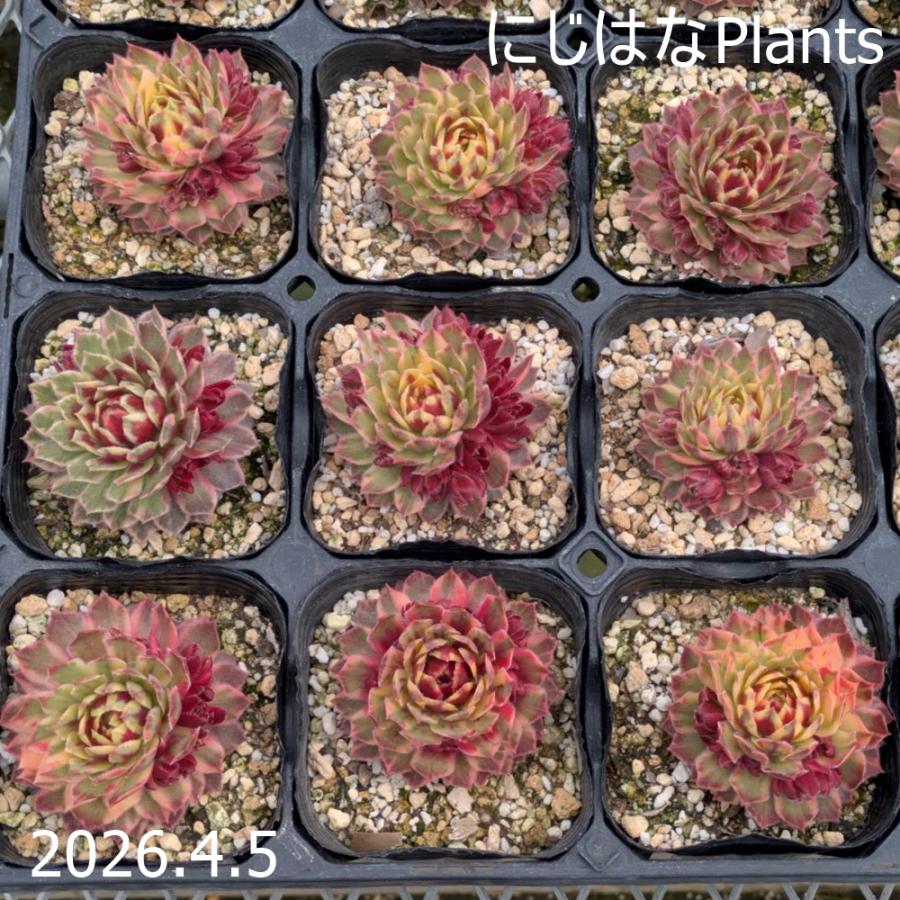 センペルビブム 'シトラス サンライズ' 9cmポット : にじはなPlants