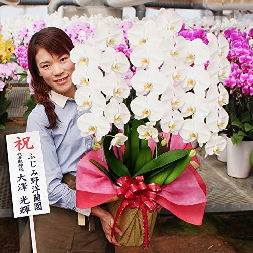 限定品 胡蝶蘭3本立ち 生花 生花 幸せが飛んでくる胡蝶蘭3本立ち ギ ふじみ野ラン園 ご自宅用としても楽しめる花持ち 小物 安い Themontessoricg Com