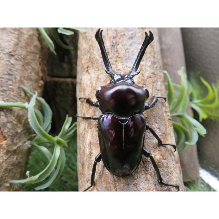 ニジイロクワガタ 紫紺 ペア 5 25cm 外国産クワガタ Yn 大切な人へのギフト探し