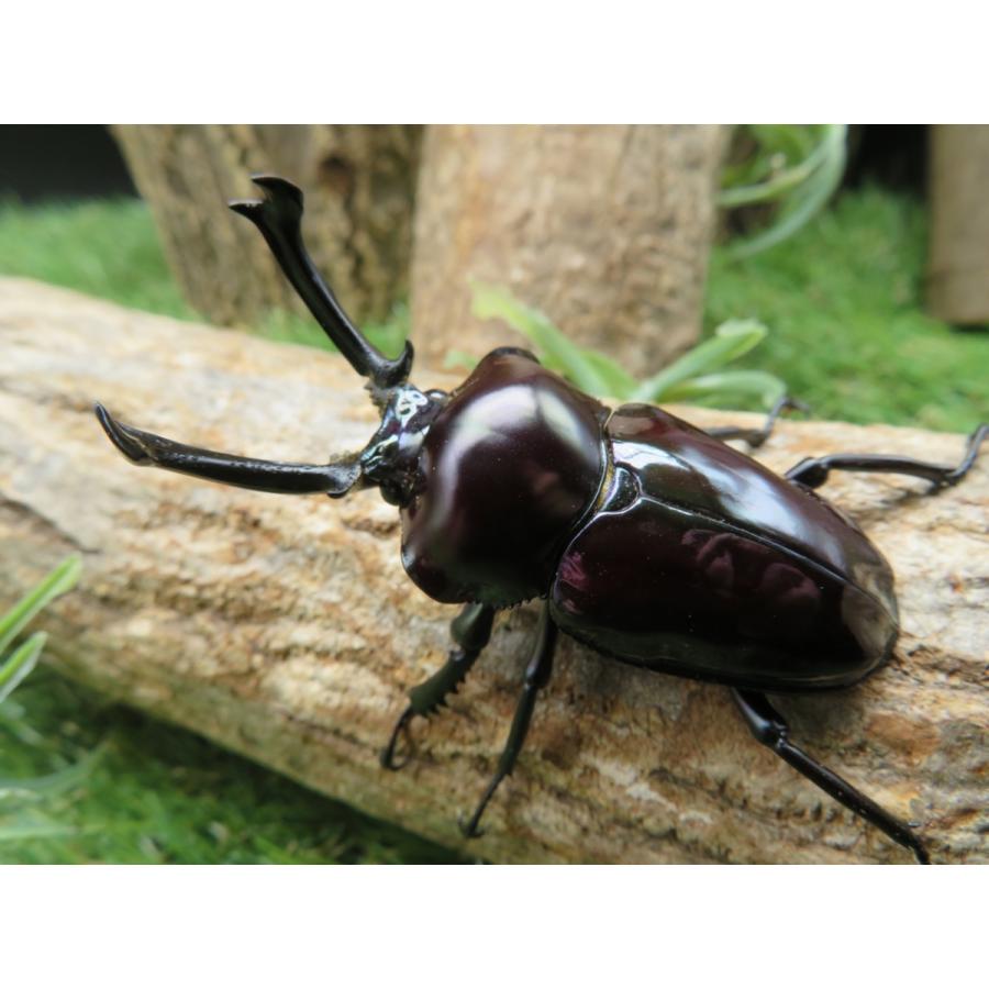 ニジイロクワガタ 紫紺 ペア 5 25cm 外国産クワガタ Yn 大切な人へのギフト探し