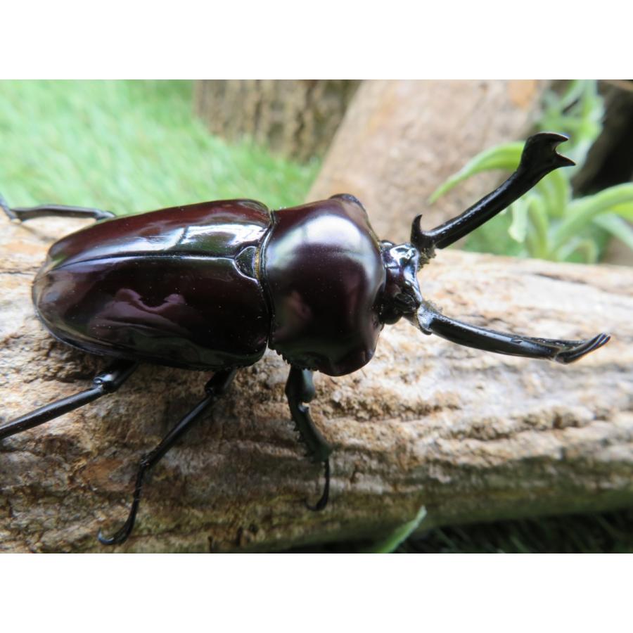 ニジイロクワガタ 紫紺 ペア 5 25cm 外国産クワガタ Yn 大切な人へのギフト探し