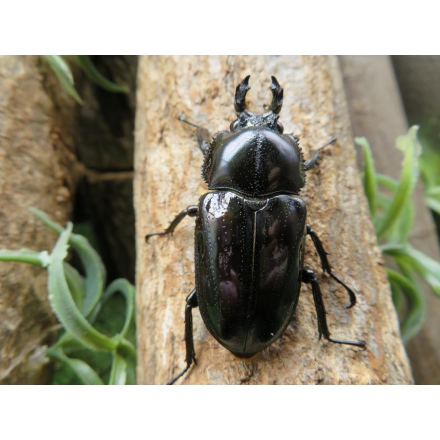 ニジイロクワガタ 紫紺 ペア 5 25cm 外国産クワガタ Yn 大切な人へのギフト探し