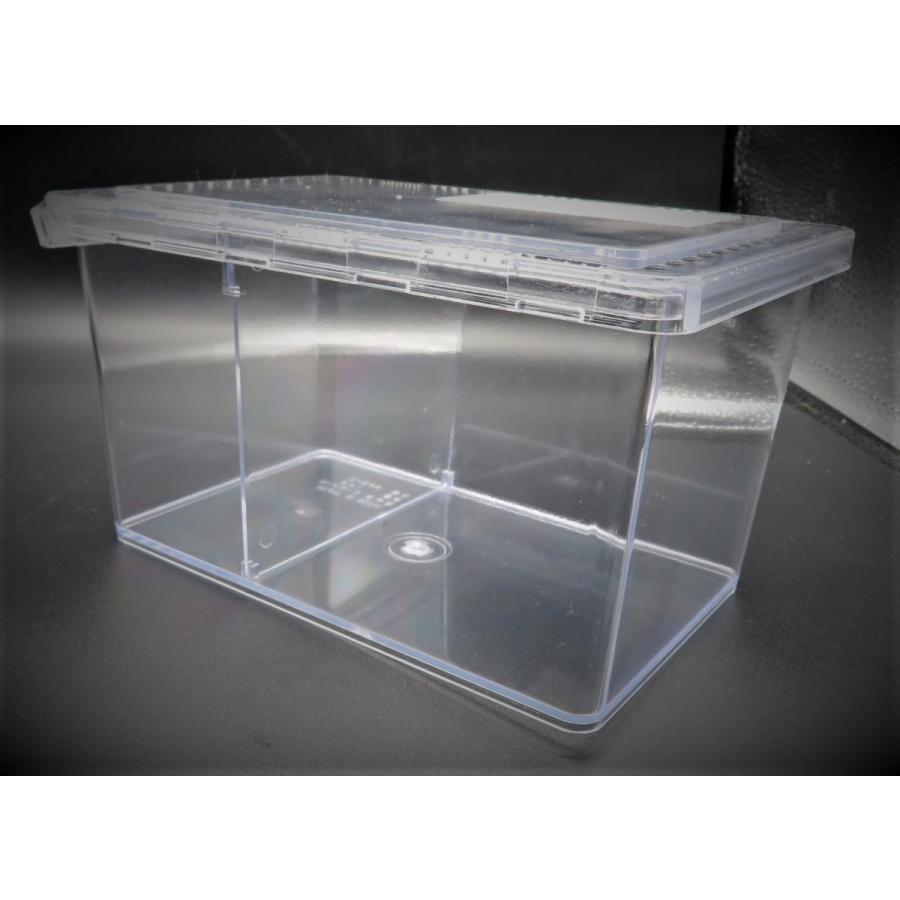 ニジイロクワガタ 紫紺 ペア 5 25cm 外国産クワガタ Yn 大切な人へのギフト探し