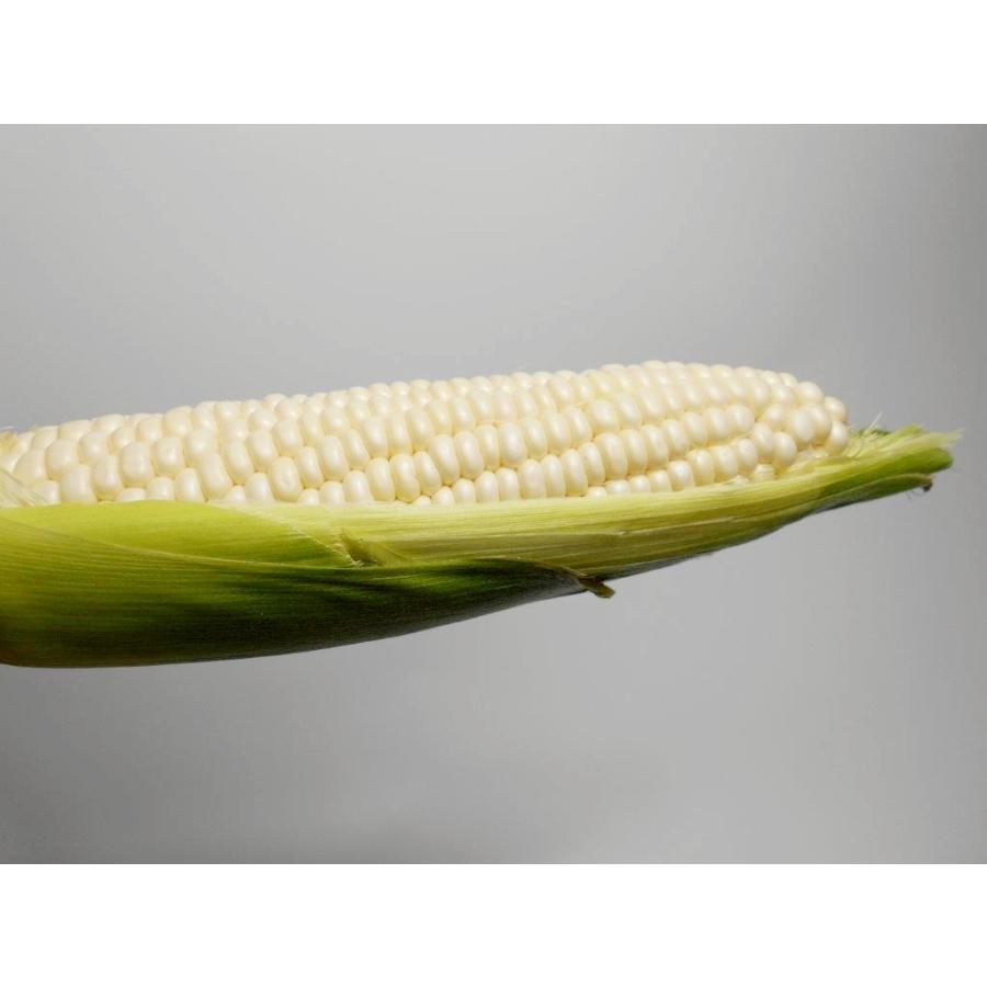 ホワイトコーン 極 Kiwami 特大 8本入 花職人ikeda とうもろこし専門店 和歌山県印南町産 送料無料 Kiwami 03 泉果通販 通販 Yahoo ショッピング
