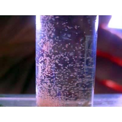 ブラインシュリンプエッグ８０g 海水魚 熱帯魚繁殖用品 154 80 日海 Web Com 通販 Yahoo ショッピング