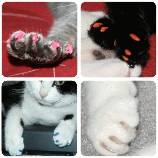 猫用 ソフト ネイル キャップ ネイルカバー 個セット 専用接着剤 メール便送料無料 Mikooc Nikkashop 通販 Yahoo ショッピング